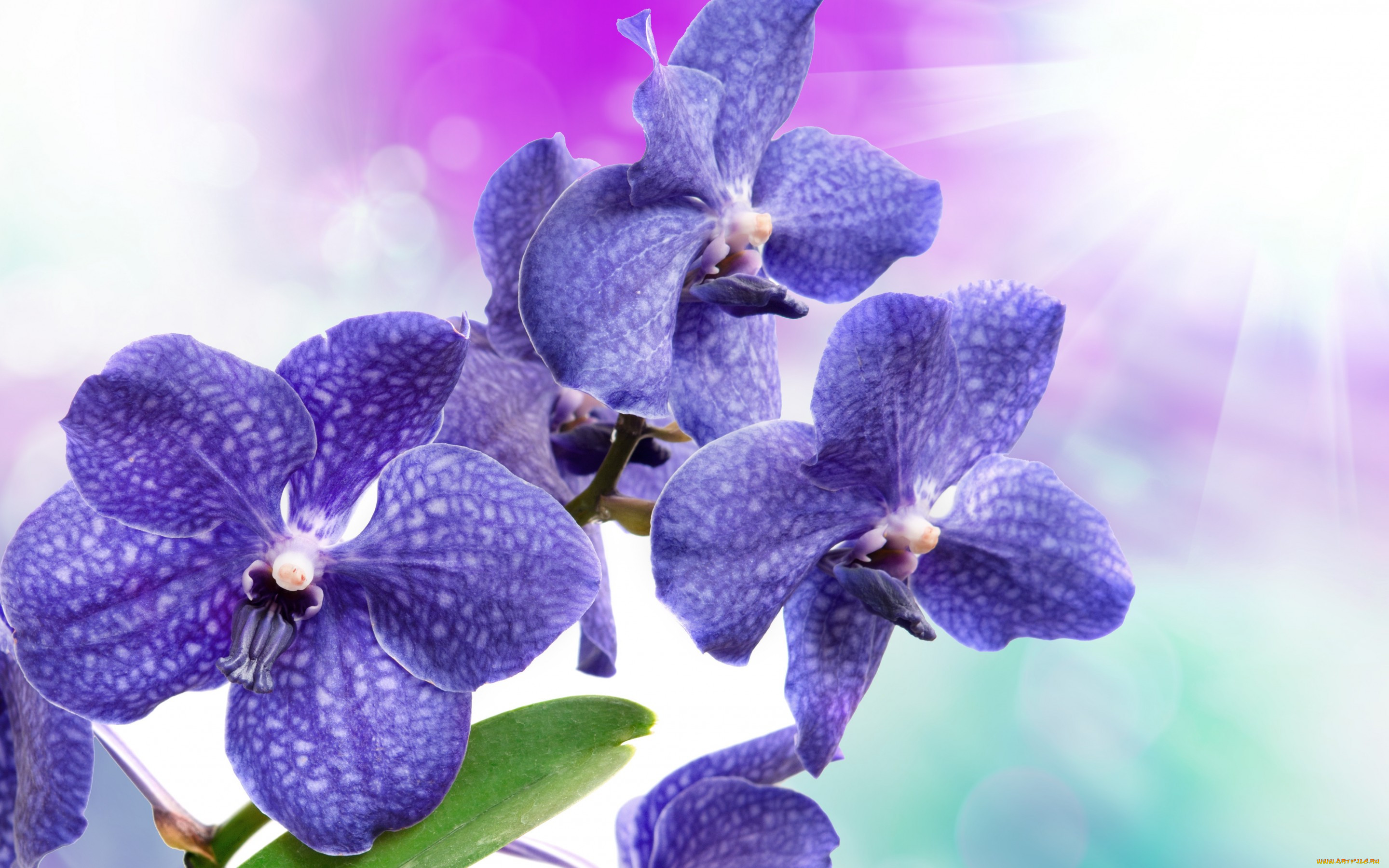 , , , flowers